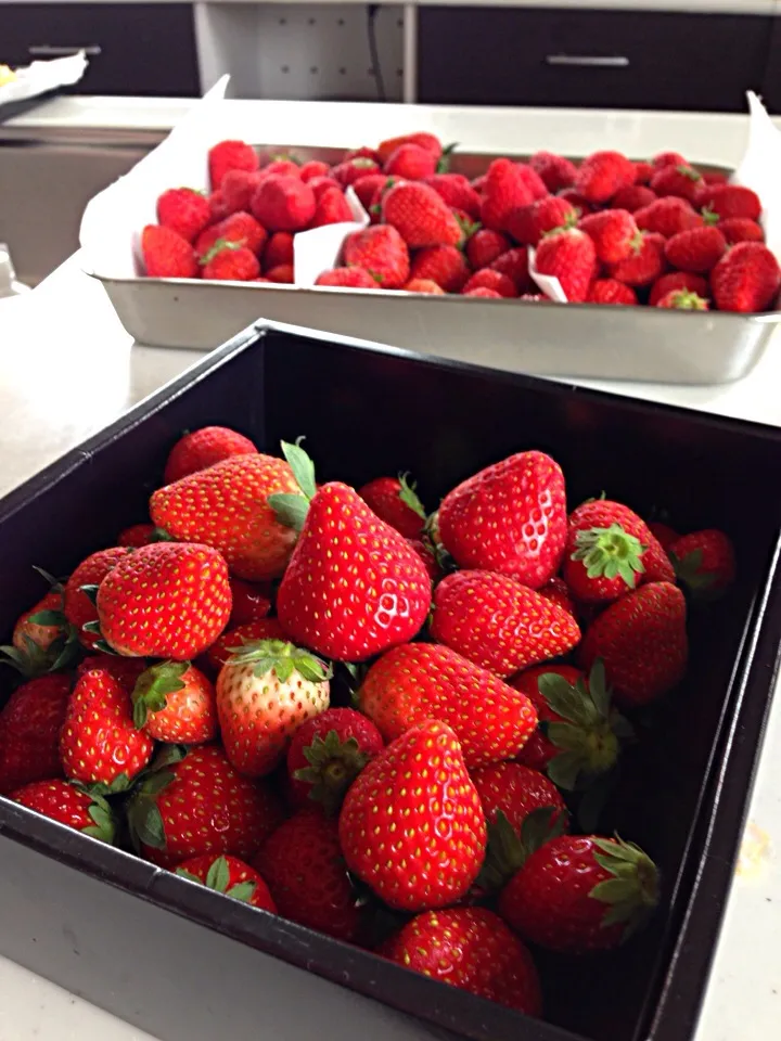 🍓🍓🍓fresh|viviさん