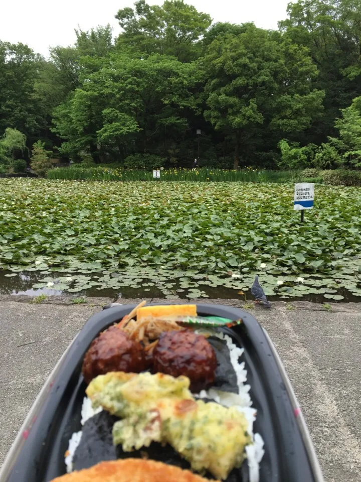 本日のピクニックランチ
睡蓮の咲く池を見ながら。|akemi🐝さん