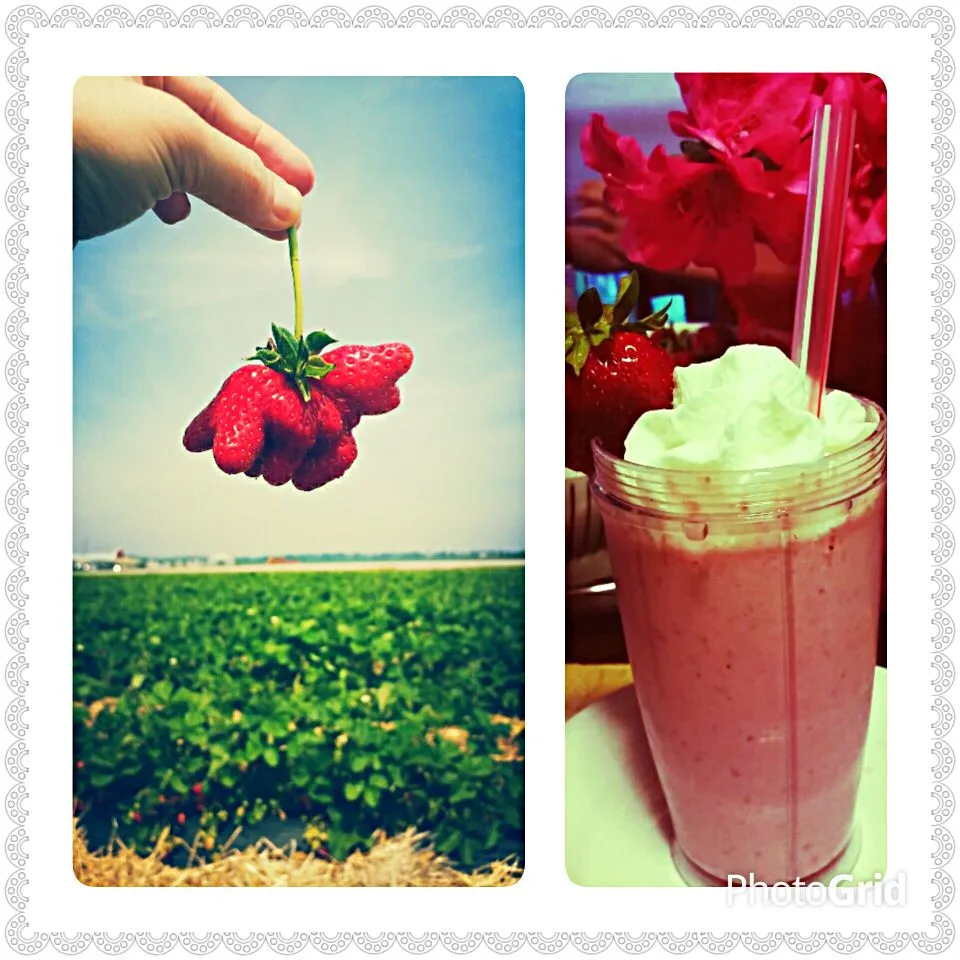 Snapdishの料理写真:Today, I picked a strewberry that looks like an flying elephant (^_^)!  Maybe, that's why my strawberry milkshake tastes so unbelievable.|Jihollandさん