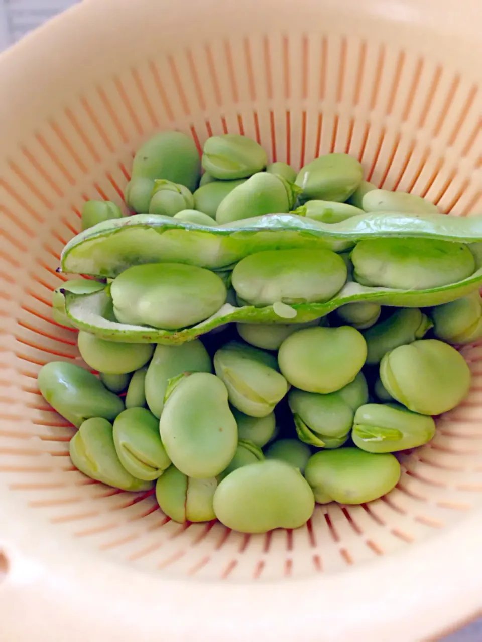 豆の続き〜 叔父がくれたソラマメ〜|あっこぷーさん