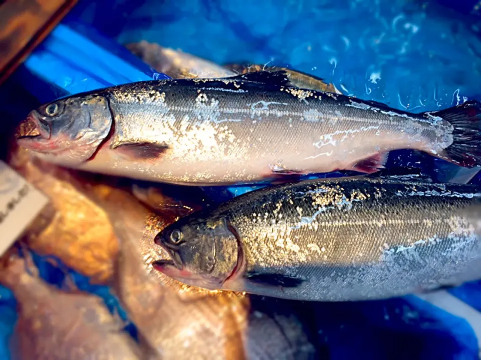 サクラマスのタールタル|つきっズ料理教室さん