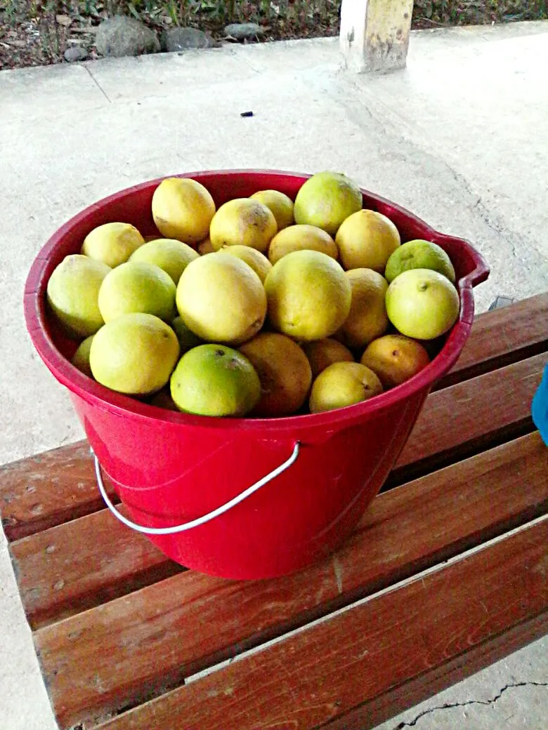 fresh lemon harvest at home|Luis&LeidaGGさん