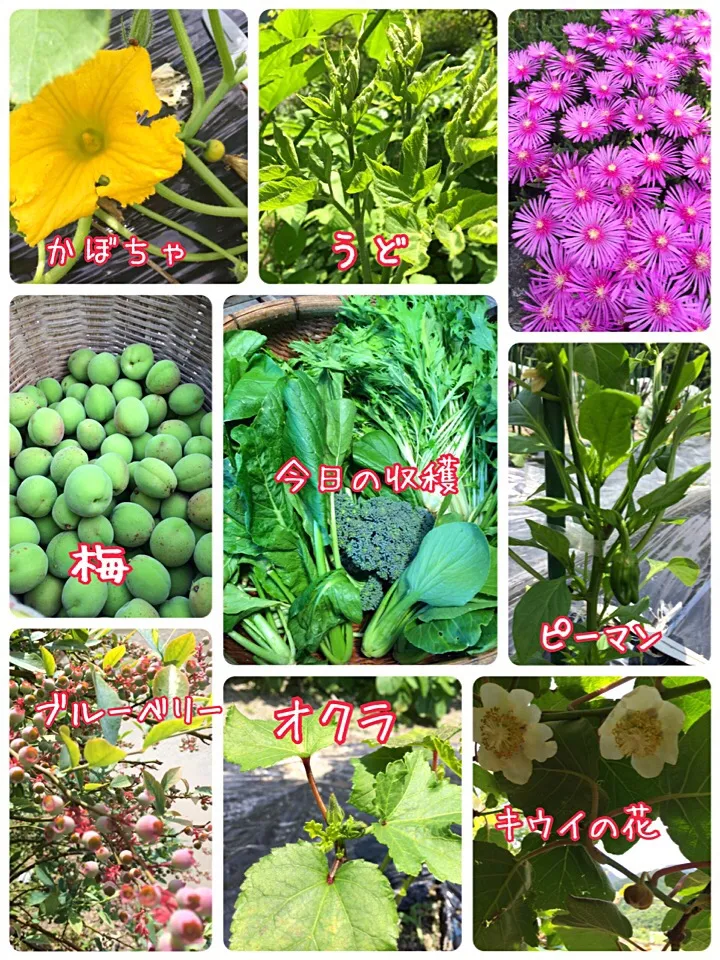 Snapdishの料理写真:田舎での野菜作り&昨日の収穫2016.5.21( *´꒳`* )|ばろんさん