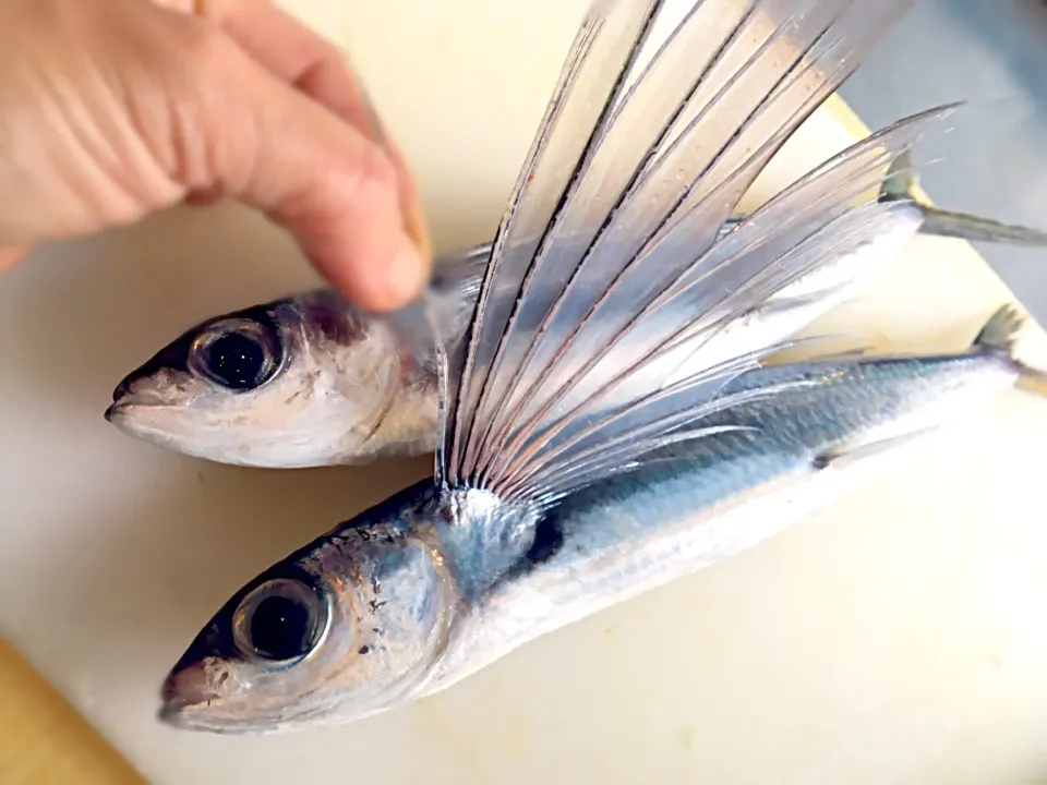 トビウオの昆布〆|つきっズ料理教室さん