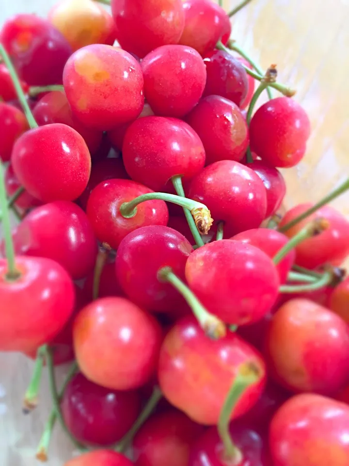 cherries|Michiyo Iwaharaさん