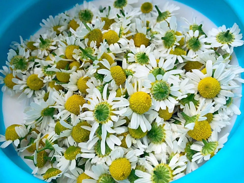 我が家でとれたカモミール🌸お茶にするため干します|Sanjiさん