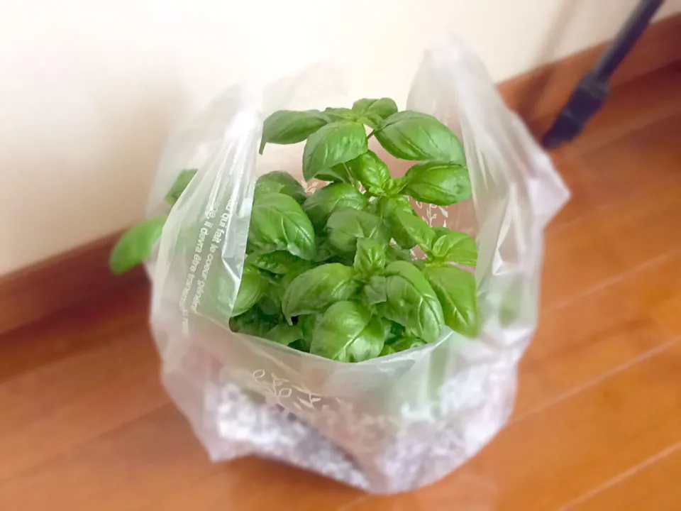 パスタ用に増やします^_^|Takeshi  Nagakiさん