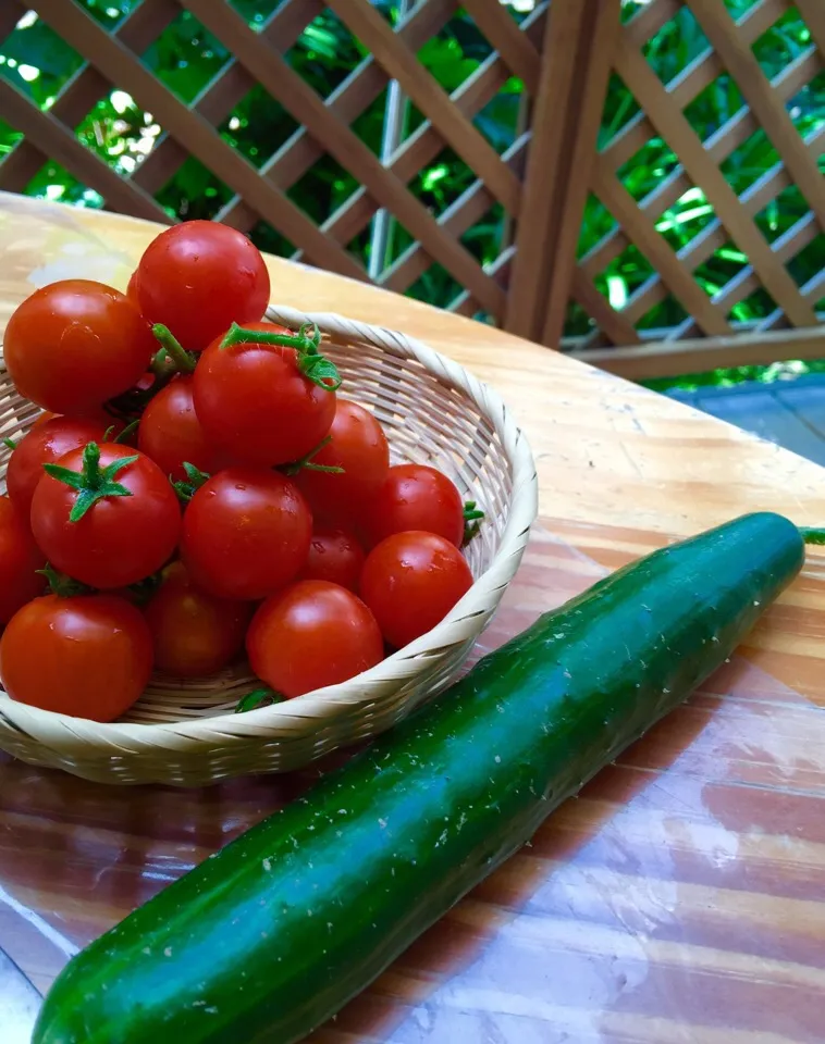 わ〜♪い💕初収穫、プランターで育てたミニとまと🍅です|keikoさん