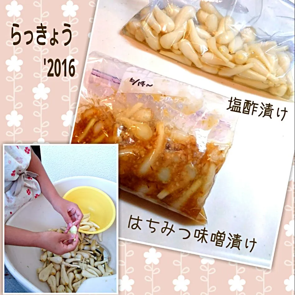 Snapdishの料理写真:らっきょうの 塩酢漬け、はちみつ味噌漬け|うさかめさん