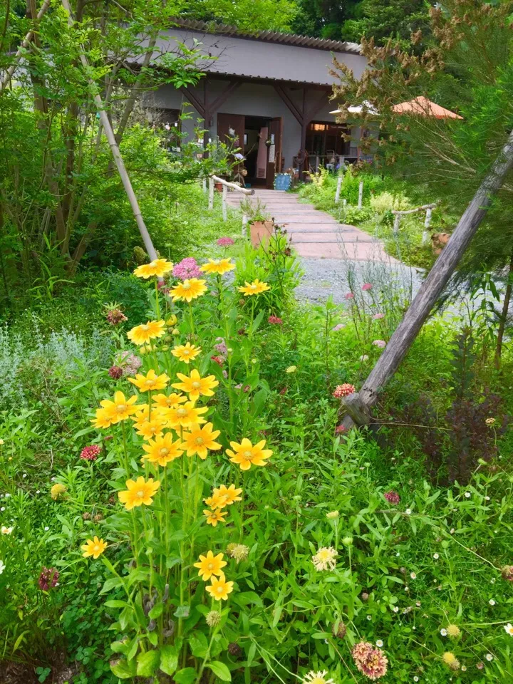 🌺花カフェ🌿🌼１７時迄の営業で間に合いませんでした…お楽しみは後日…♪…ハーブや草花に癒され…💕|keikoさん