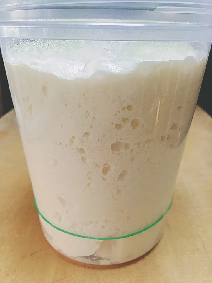 Sourdough Starter|gonbenさん