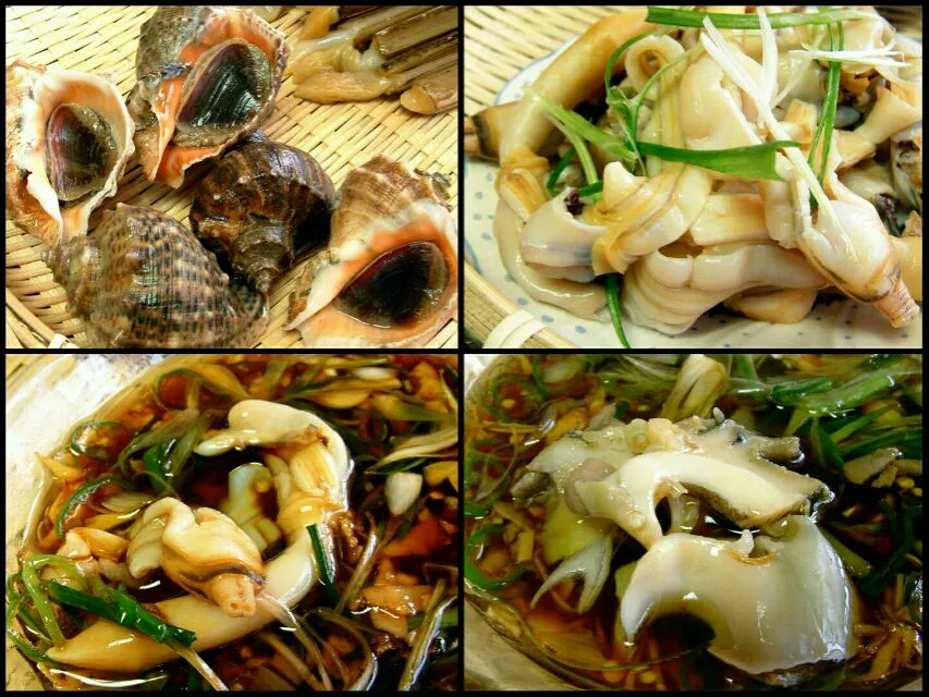 conch and razor clams|steven z.y.さん