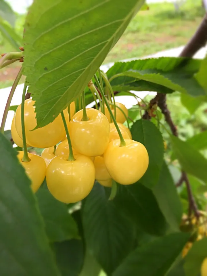 完熟してるのに黄色いサクランボ😍月山錦|Blueberry🫐さん