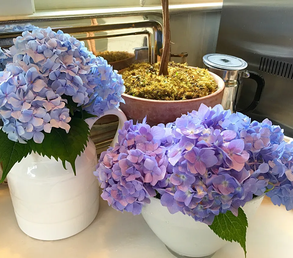 Freshly cut hydrangeas😍|🌺IAnneさん