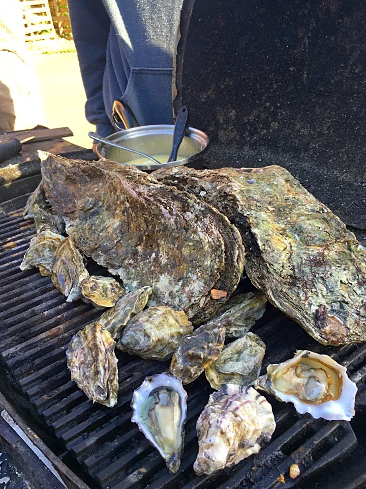 Snapdishの料理写真:Oysters|scout o'garaさん