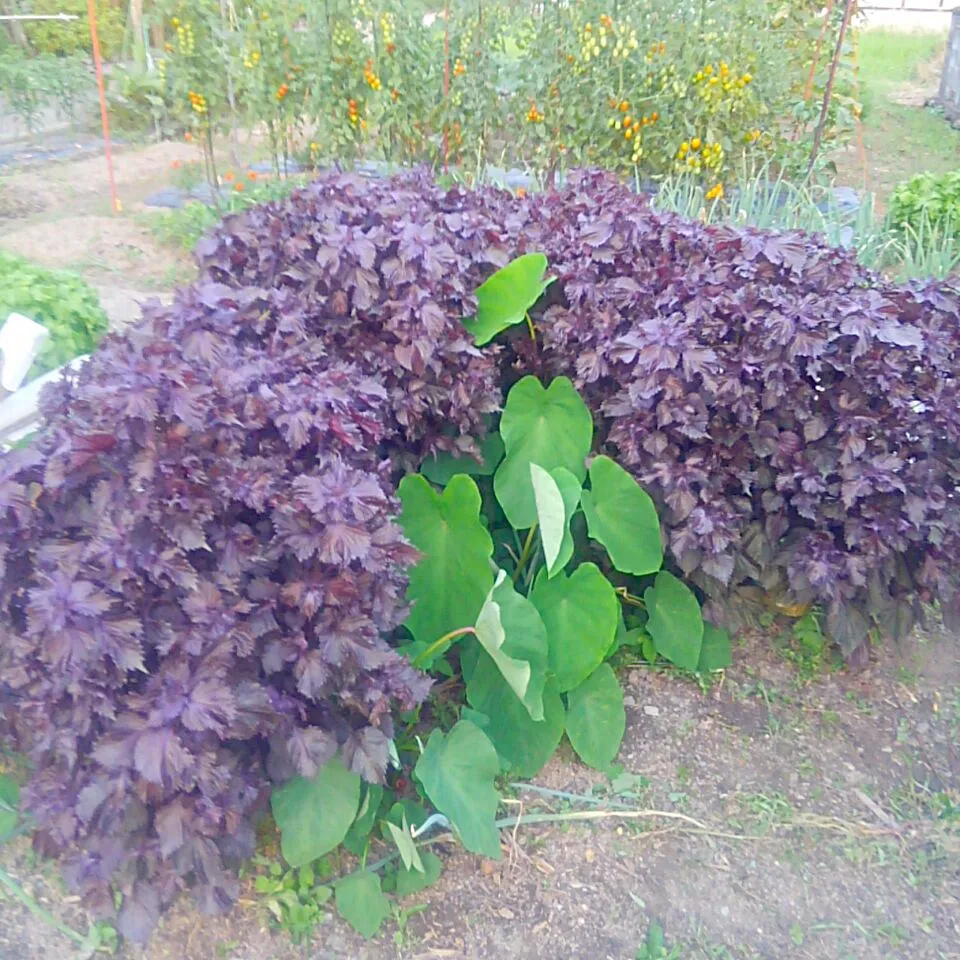 赤紫蘇ジュースを作る為に、赤紫蘇を摘みに行きました🍃|うたかた。さん