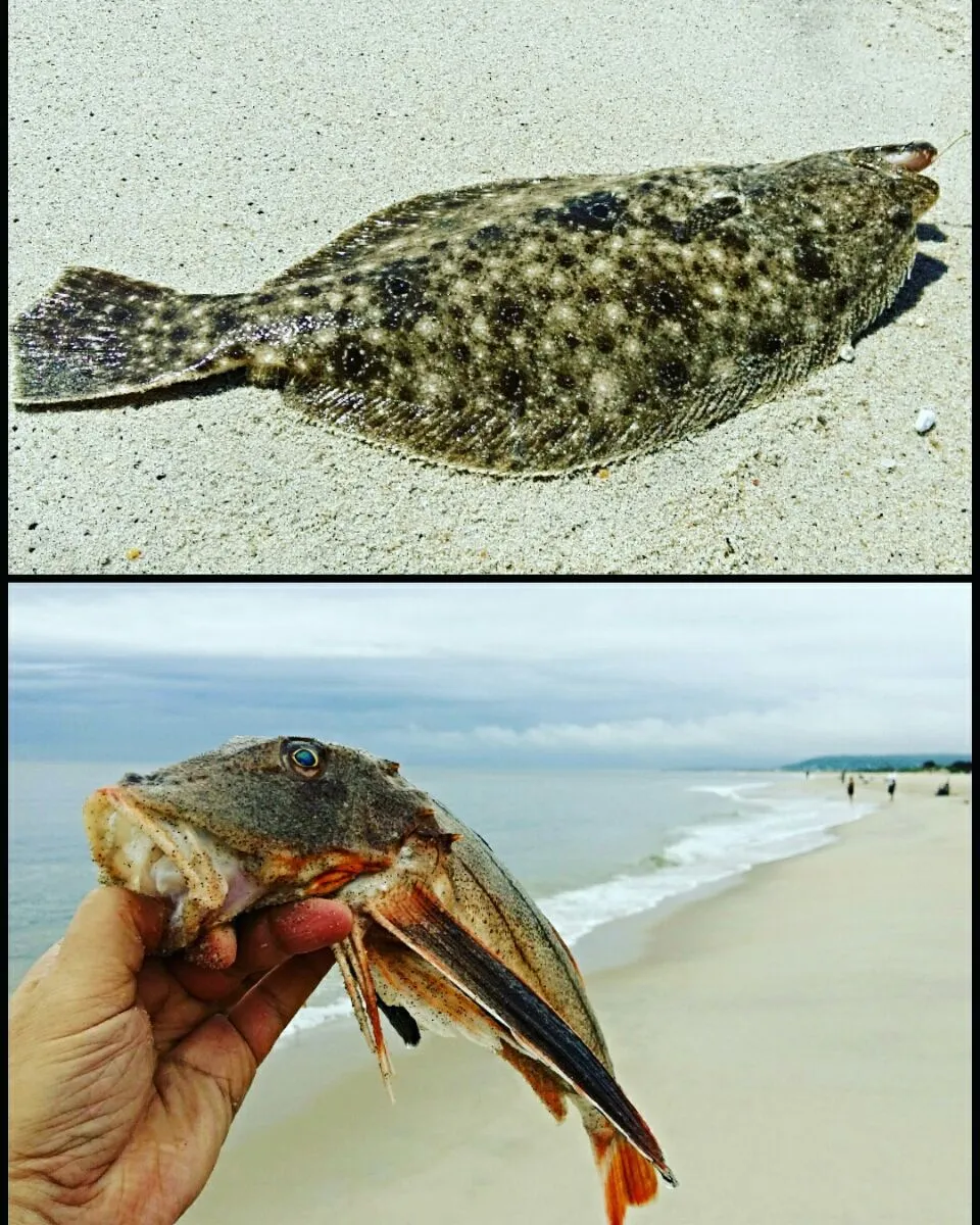 catch of the day - fluke and Sea Robin. ready to make sashimi.|steven z.y.さん