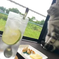 Snapdishの料理写真:ジントニック|こるむさん