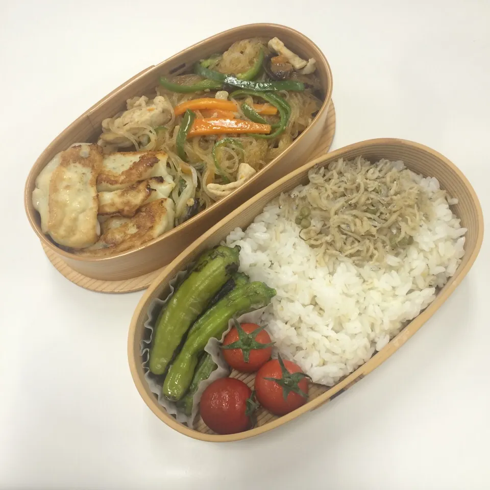 弁当（チャプチェ、焼き餃子、ししとう、プチトマト、ちりめん山椒）|SasaMasa213さん