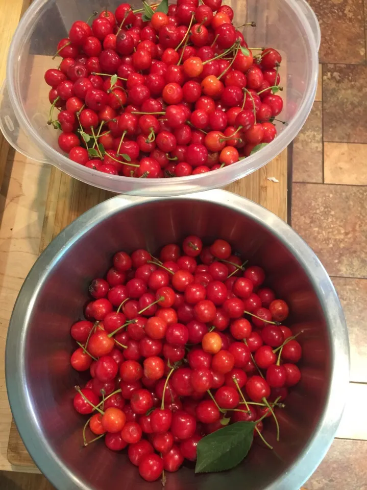 Sour Cherries from our tree|Kkartsさん