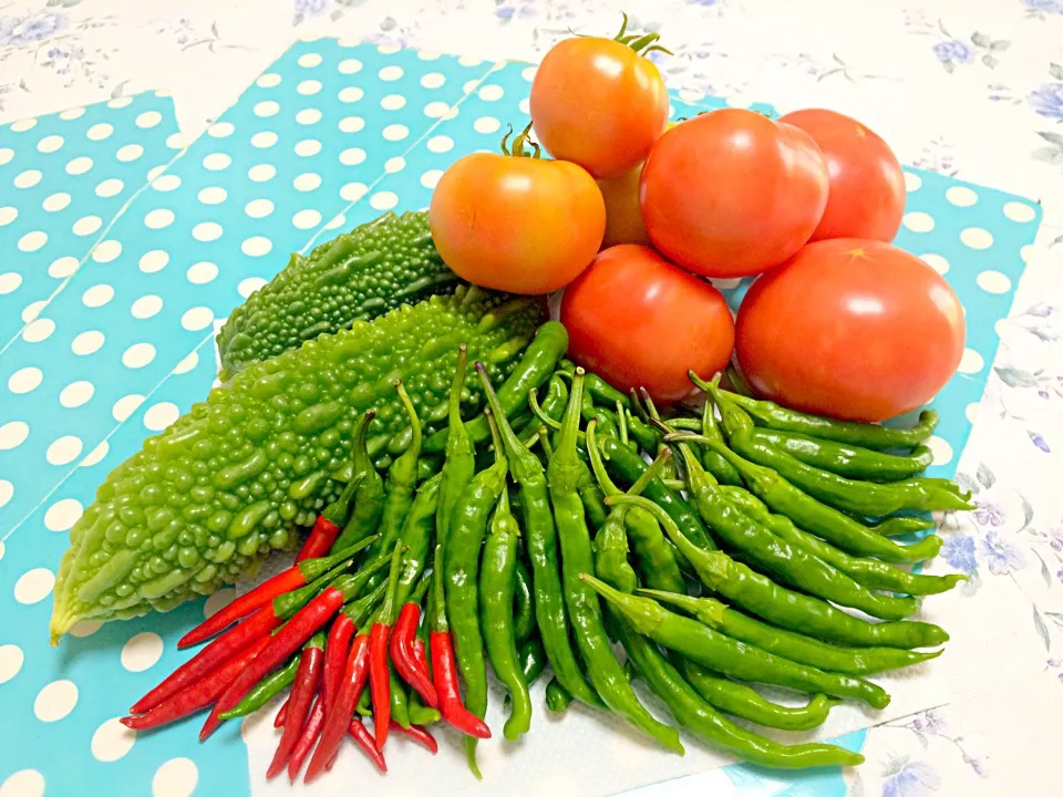 私の菜園からの新鮮な野菜 - Fresh vegetables from my vegetable garden😉✨|Liezlさん