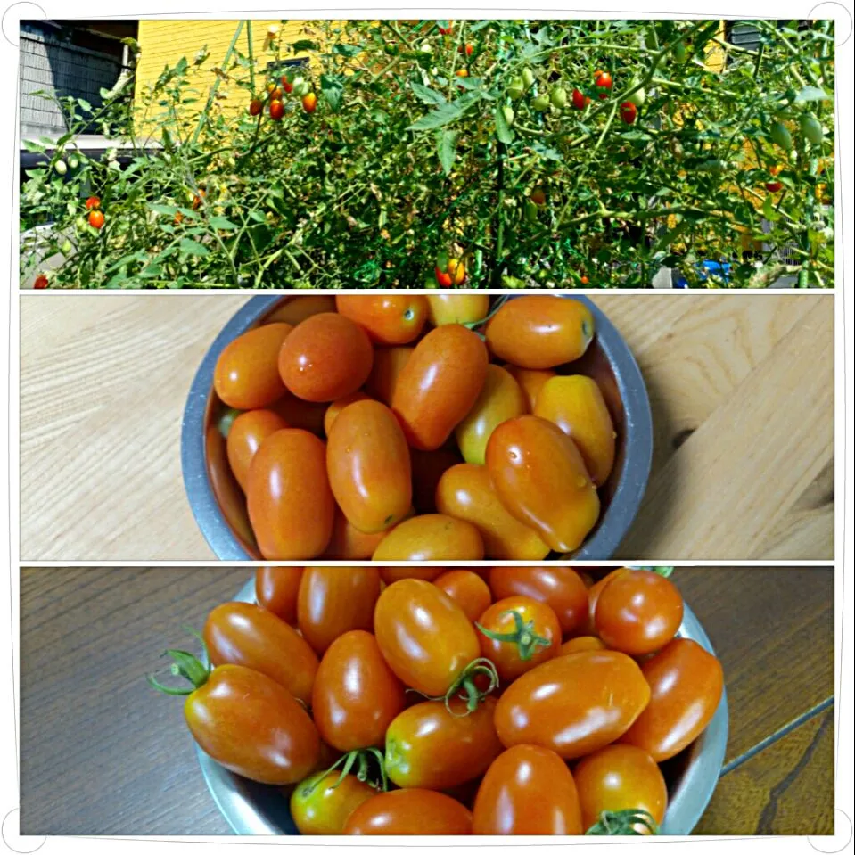 7/24 finish TOEIC examination(mini tomatoes)|タップダンスシチーさん