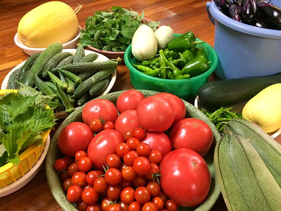 Snapdishの料理写真:夏野菜たち♪ 今年はトマト🍅がよくできる😆|あまねこ🌿さん