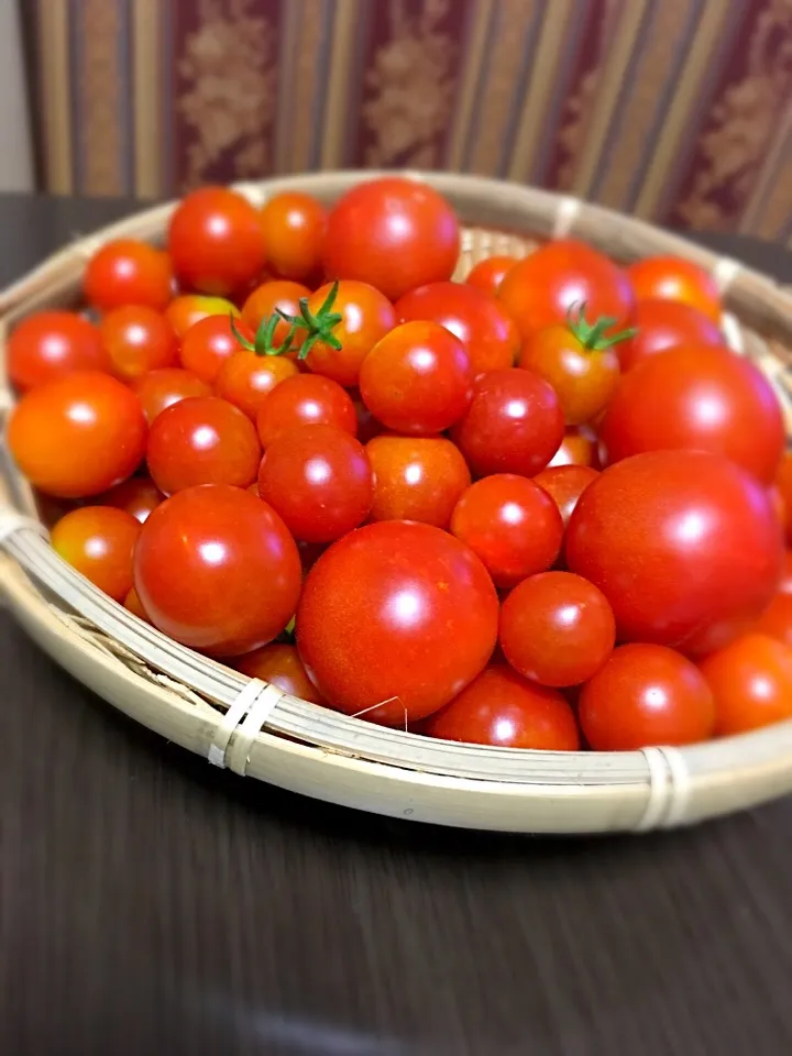 自家製   甘甘トマト🍅|Kiyomiさん