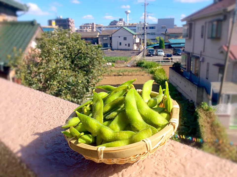 Snapdishの料理写真:大地の恵み  増久農園 今年最後の枝豆|Takeshi  Nagakiさん