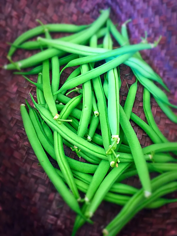 Snapdishの料理写真:1st batch of green beans from the garden! Guess what's for dinner? 🍽|Liesel Ryanさん