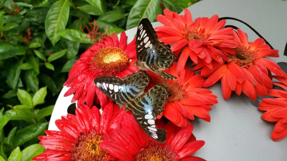 Butterfly Garden, Changi Airport.|秋平さん