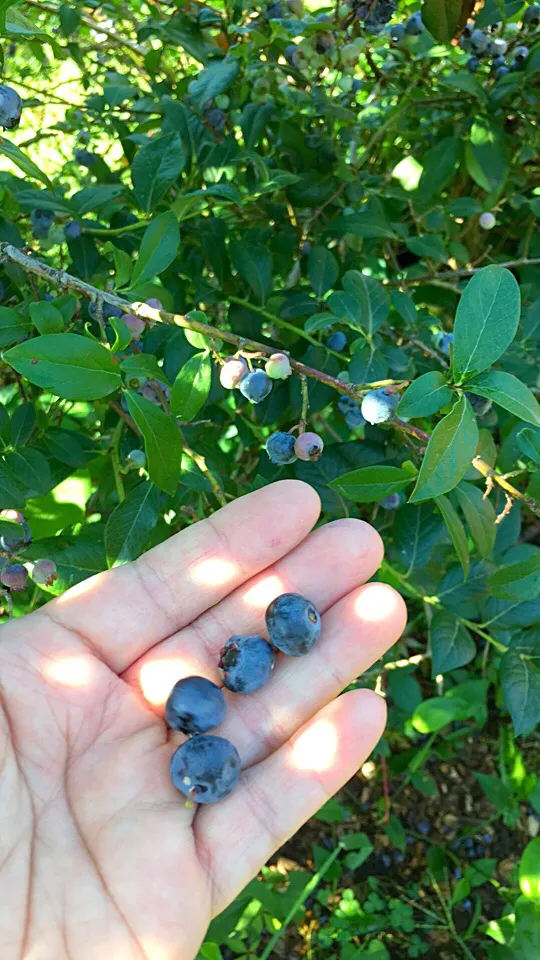 Picking fresh blueberries🍇|🌺IAnneさん