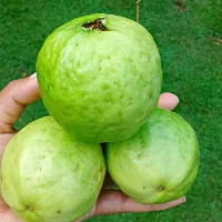 Snapdishの料理写真:Fresh harvested guavas/ guayabas|Luis&LeidaGGさん