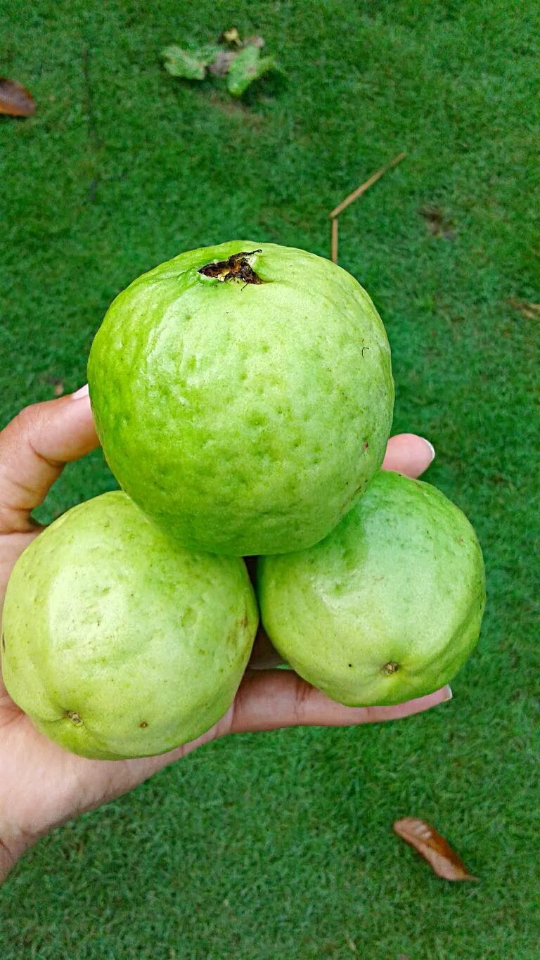 Fresh harvested guavas/ guayabas|Luis&LeidaGGさん