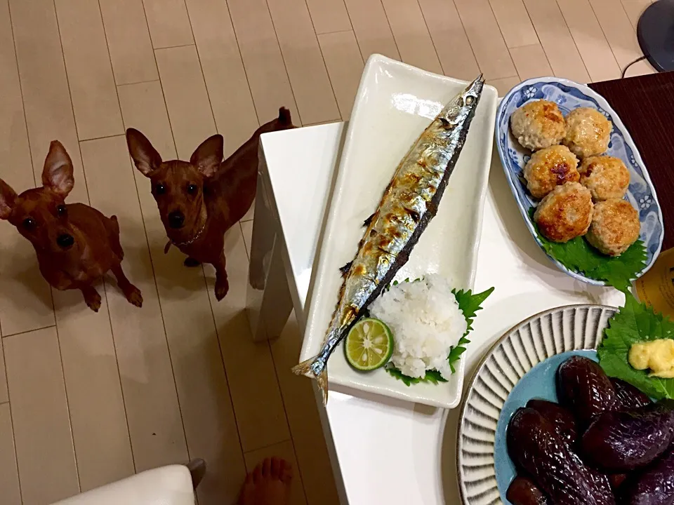 今年初 新さんま！
犬添え|Shizuko Hasebeさん