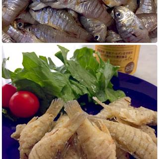 ねぶとのレシピと料理アイディア29件 Snapdish スナップディッシュ