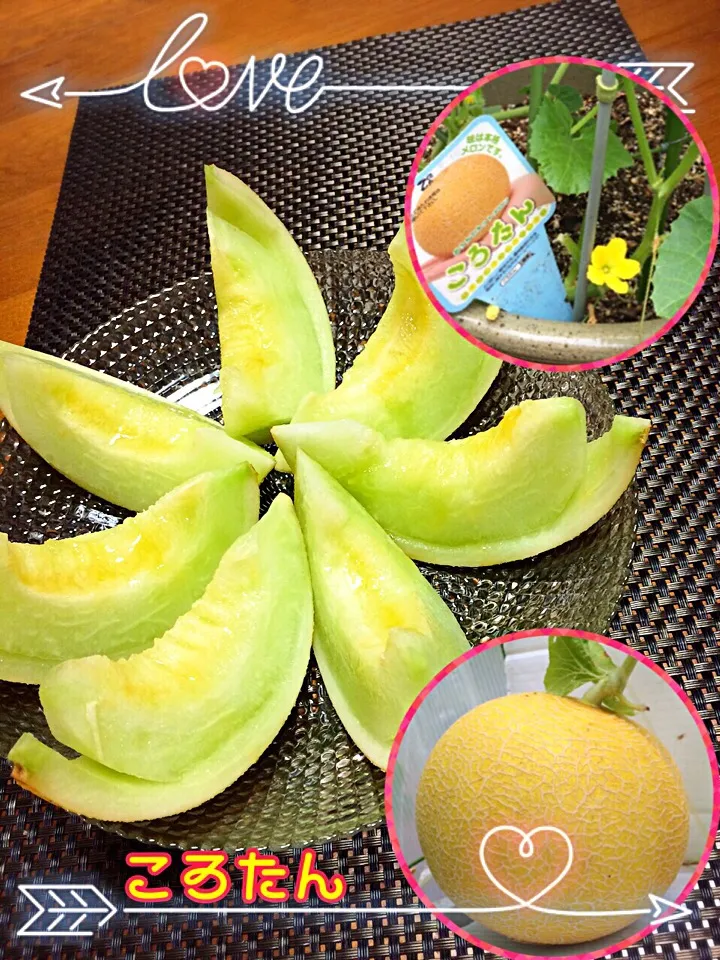 初採れ♥庭で採れた「ころたん」🍈 «٩(*´ ꒳ `*)۶»|ばろんさん