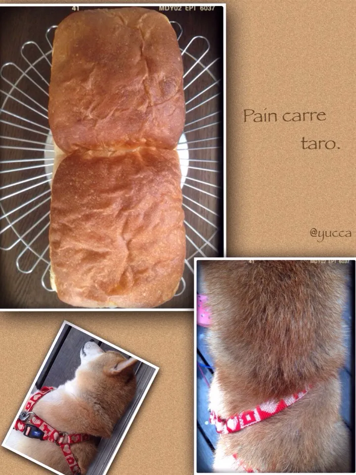 Pain carre taro.?😅|yucca@さん