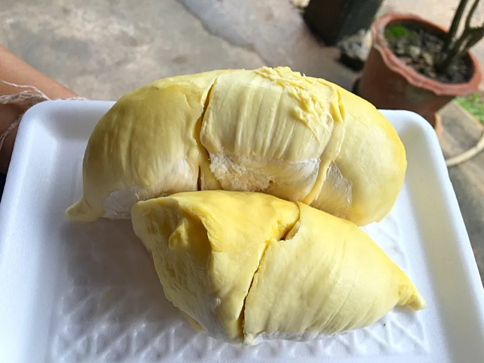 Durian|Thammaporn Paemさん