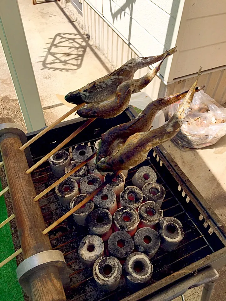 バーベキュー 🐡イワナの塩焼き|くーさん