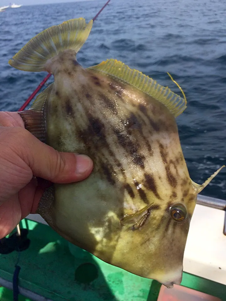 カワハギ|風流料理人さん