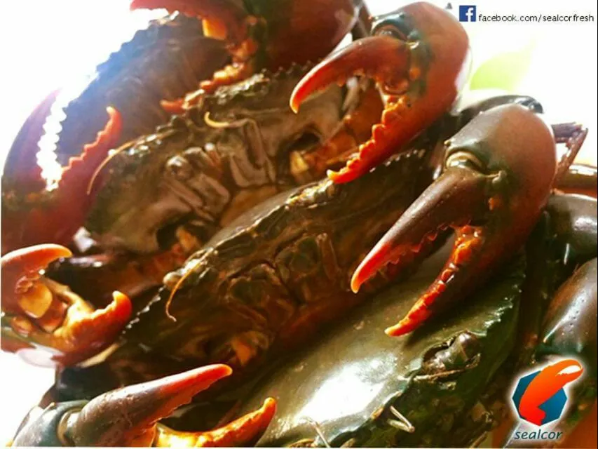 crab is very cheap ...only 150 pesos per kilo|lynnさん