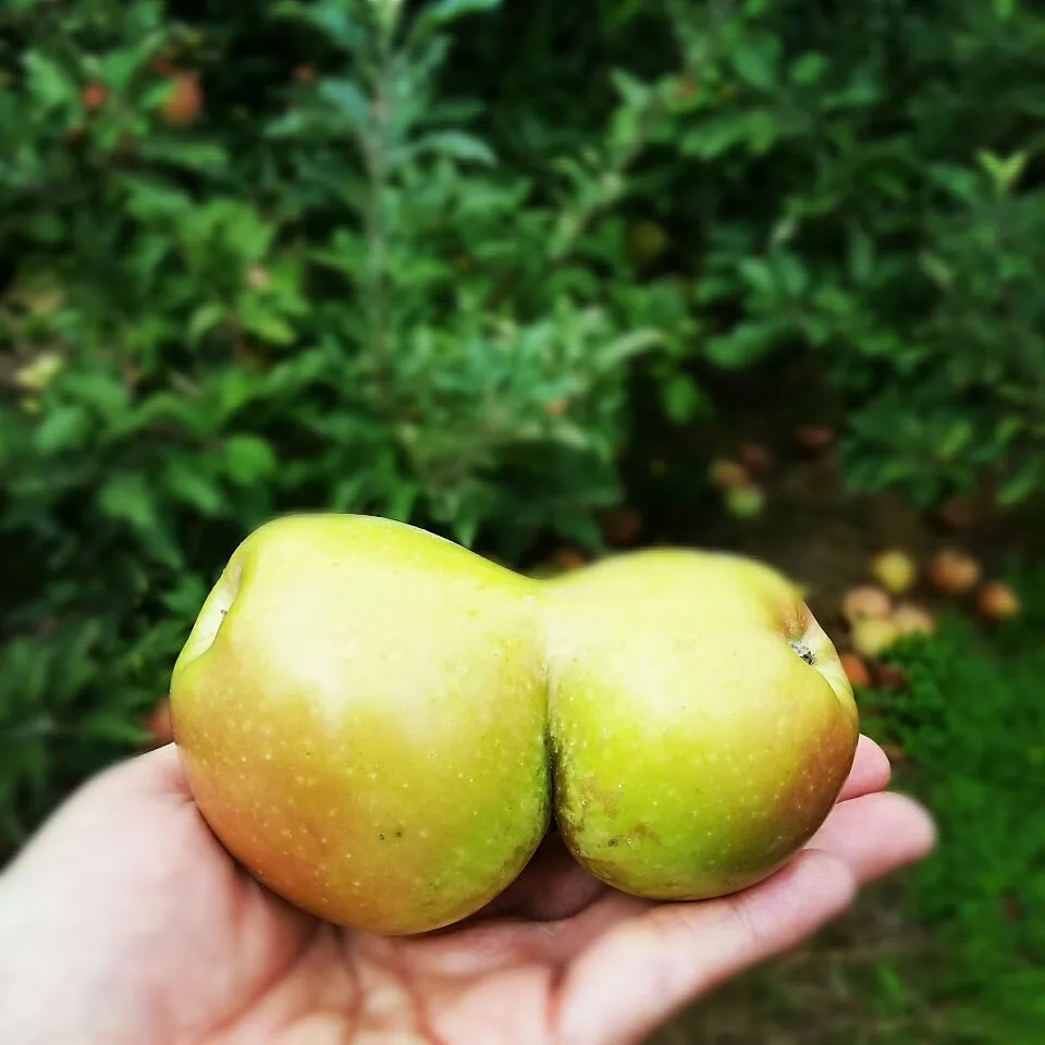 We picked this odd shaped Fuji apple yesterday :)!|Jihollandさん