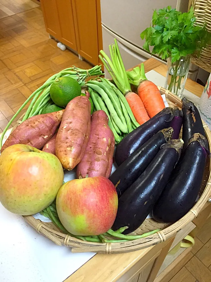 本日の我が農園の野菜ちゃんたちです(*^_^*)|simoneさん