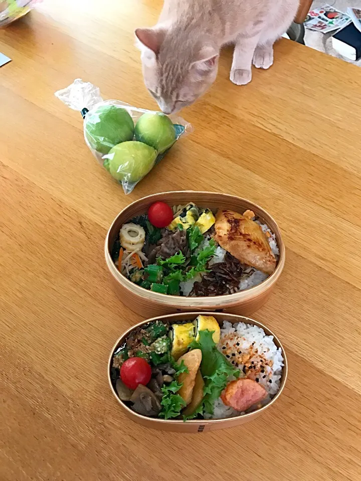 マロン😺も食べた〜い！ 
今日の夫婦お弁当✨カラスカレイの味噌漬け焼き、のり巻き巻き卵焼き、オクラの胡麻和え🤗|5ネコママさん