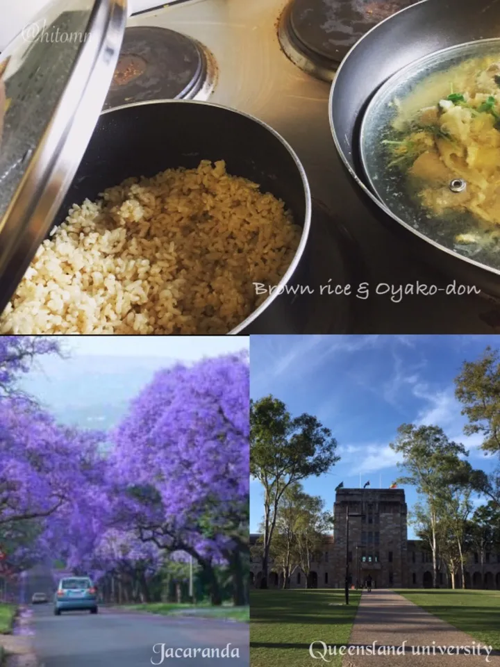 Snapdishの料理写真:Brown rice & Oyako-don🐔 by Elder daughter in AUS🇦🇺|yucca@さん