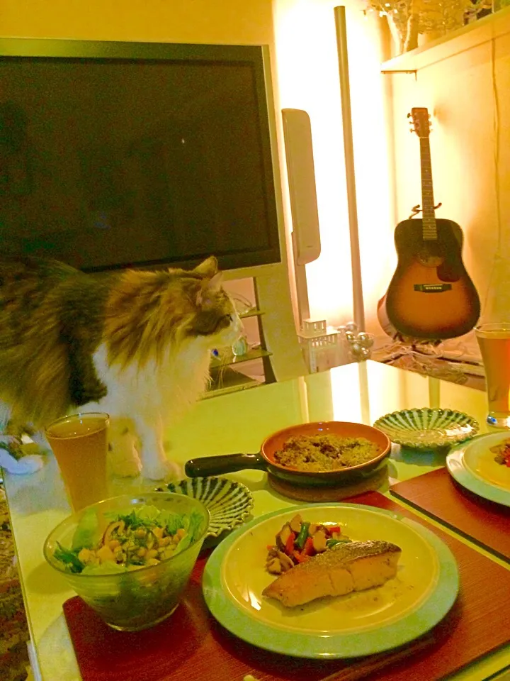 今日のにゃんこチェック🎵ボクの食べれるものあるかな(๑˃̵ᴗ˂̵)|にゃんこさん