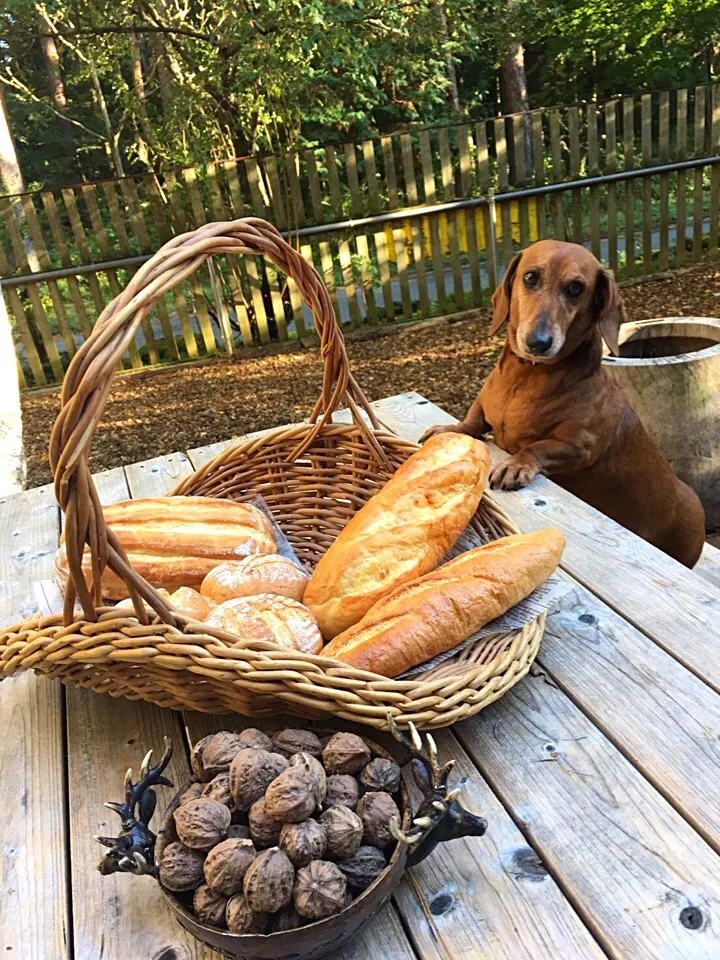 くるみパン🍞チーズクッペ🧀胚芽パン🍁🐶空くん🐾|きゅうちゃんさん