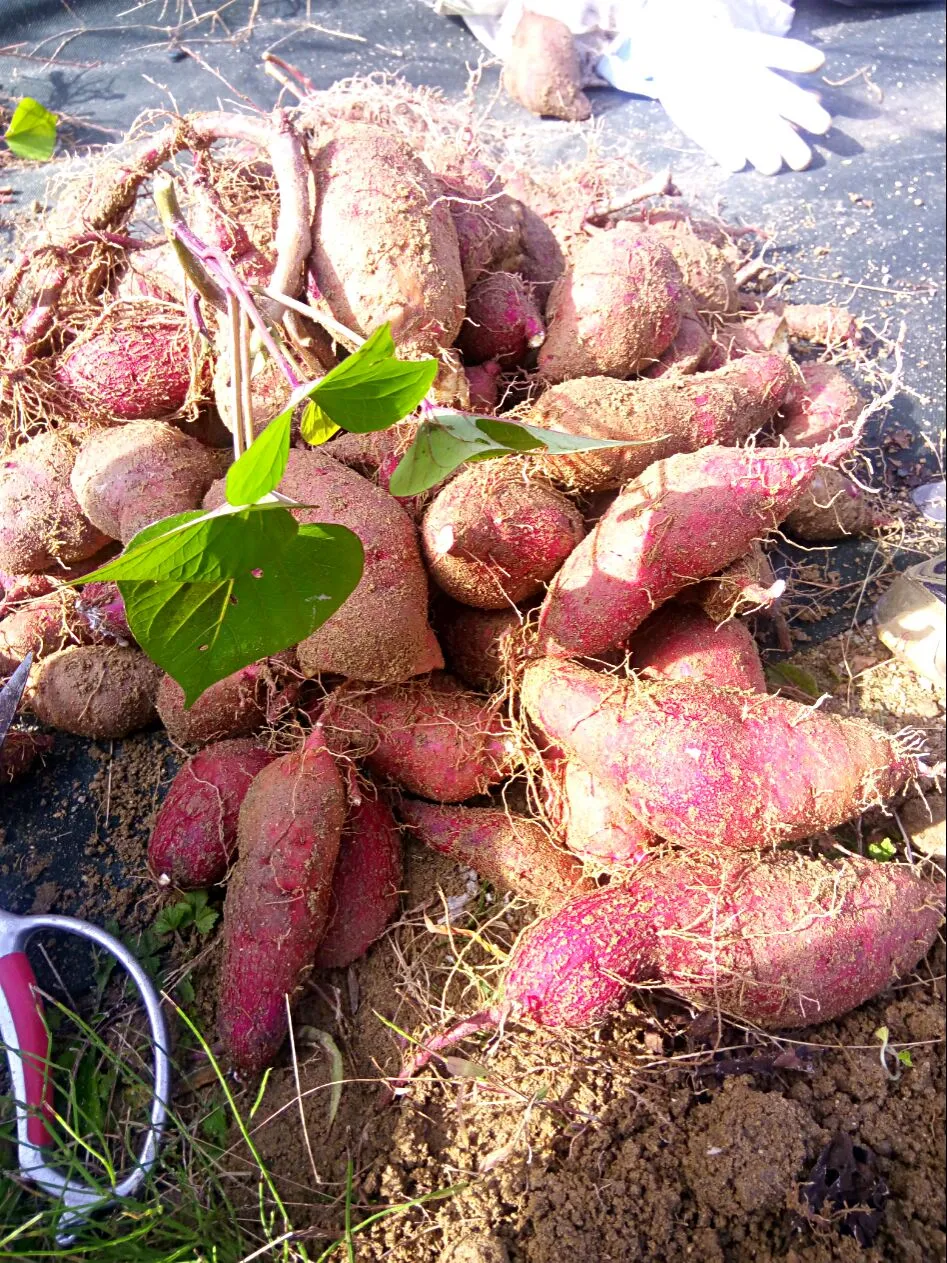 芋掘りしてきましたー٩( ´ω` )و|さくたえさん