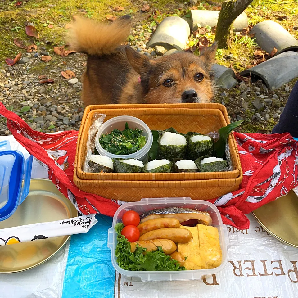 ピクニック・ランチ♬ (▰˘◡˘▰)☝︎|Yoshinobu Nakagawaさん